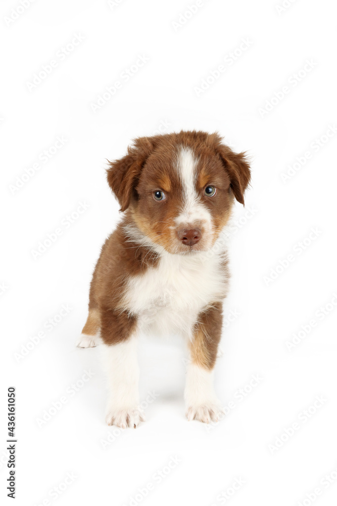 puppy isolated on white, australian shepherd 