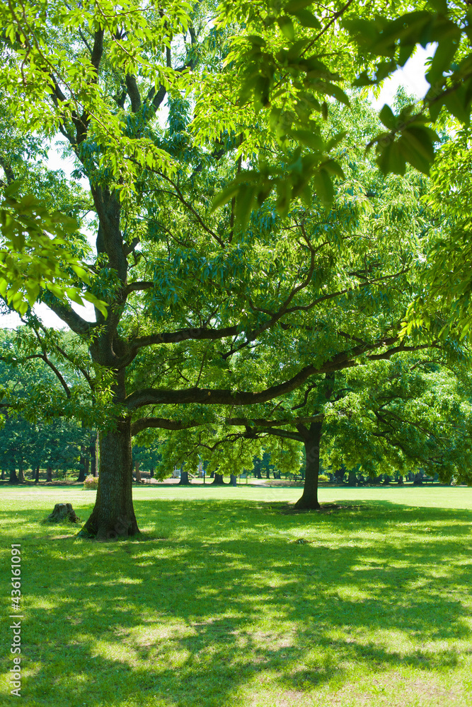 Naklejka premium green garden