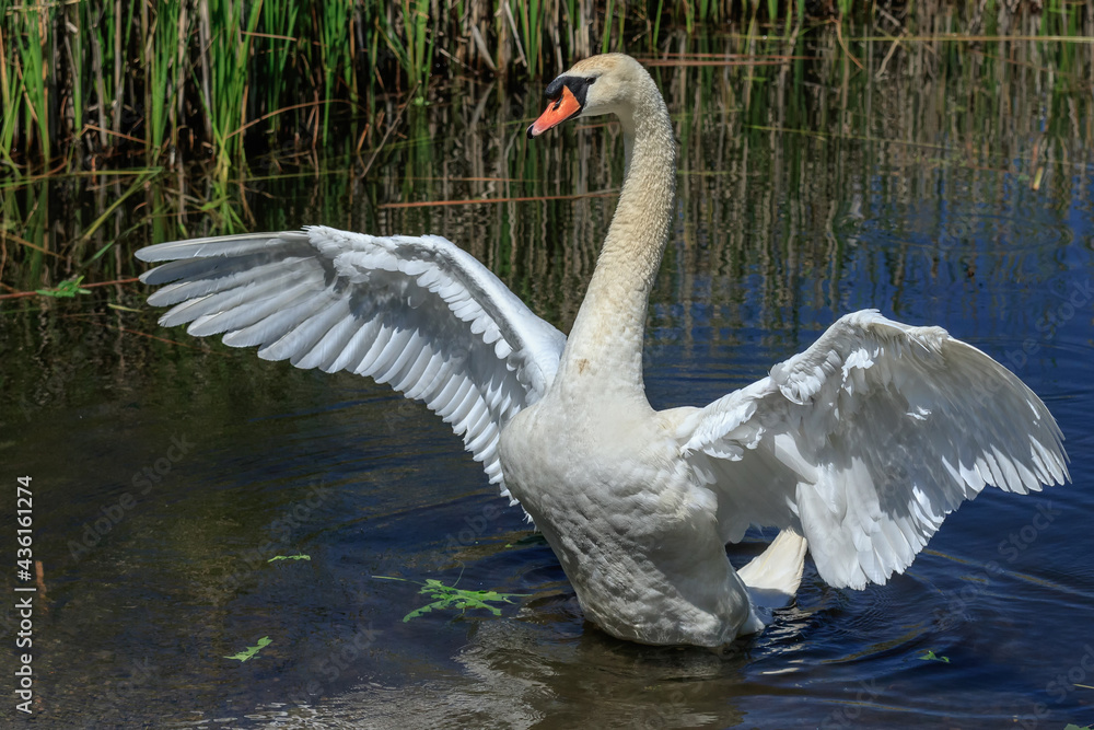 Fototapeta premium White swan spreads its wings