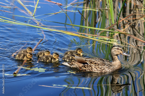 Bilde på lerret Adorable birds with a brood on the lake