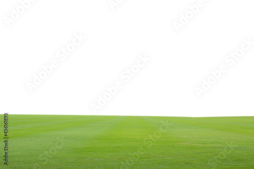 green grass on the field on white