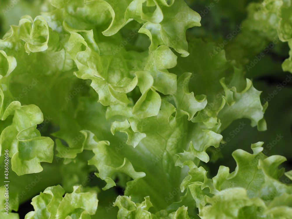 Kopfsalat Kopfsalat
