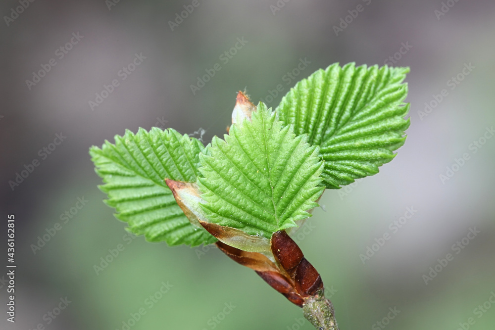 Ulmus laevis, known as the European white elm, fluttering elm or spreading elm, close-up of new leaves Ulmus laevis, known as the European white elm, fluttering elm or spreading elm, close-up of new leaves