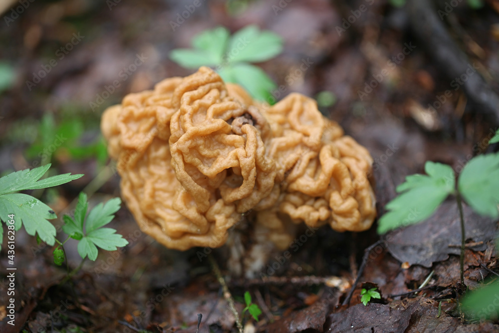 Gyromitra gigas, the snow morel, snow false morel, calf brain, or bull nose, a wild mushroom from Finland Gyromitra gigas, the snow morel, snow false morel, calf brain, or bull nose, a wild mushroom from Finland