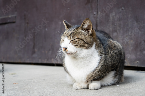 日本の猫