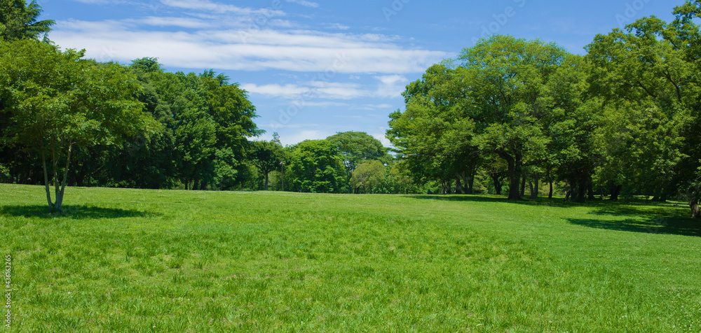 Fototapeta premium green park