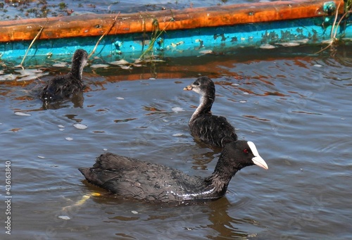 Eurasian coot (common coot, Australian coot, Lat. Fulica atra) swimming with its chicks. Parent and juvenile aquatic birds. Black red-eyed adult waterbird and two youngs near submerged boat photo