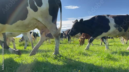 Milk cow grazing. Farm cattle grazing in field. Close up of dairy cow eating grass in field. Cattle cow eating grass