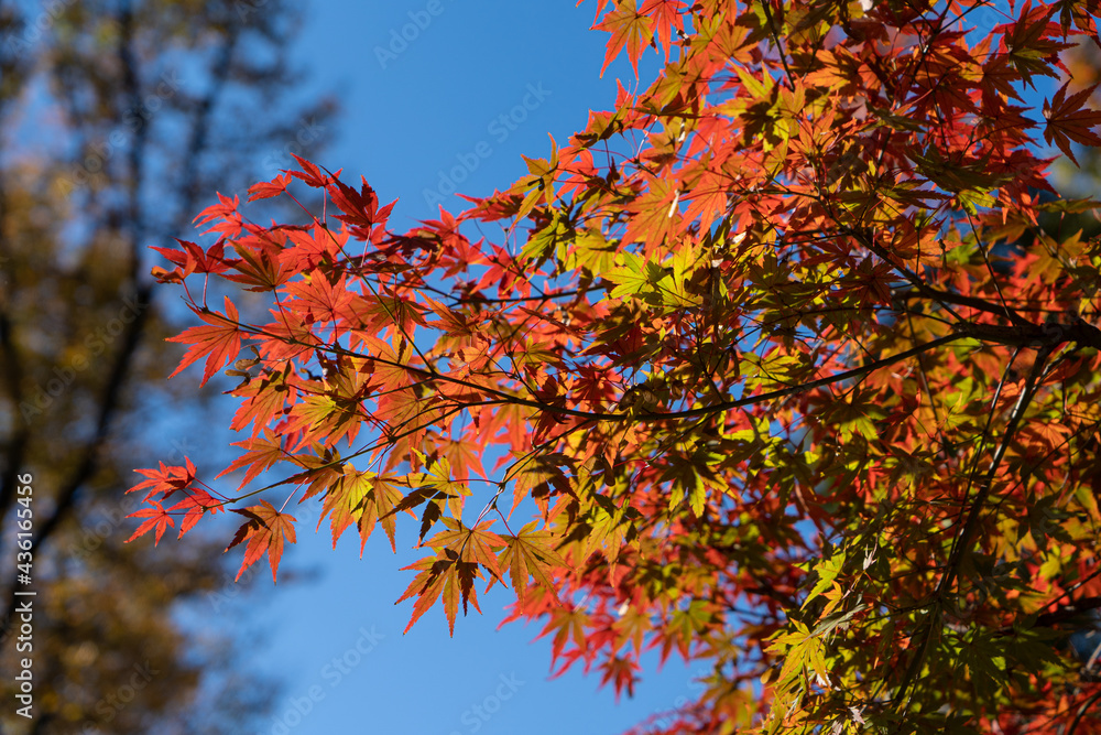 青い空と紅葉