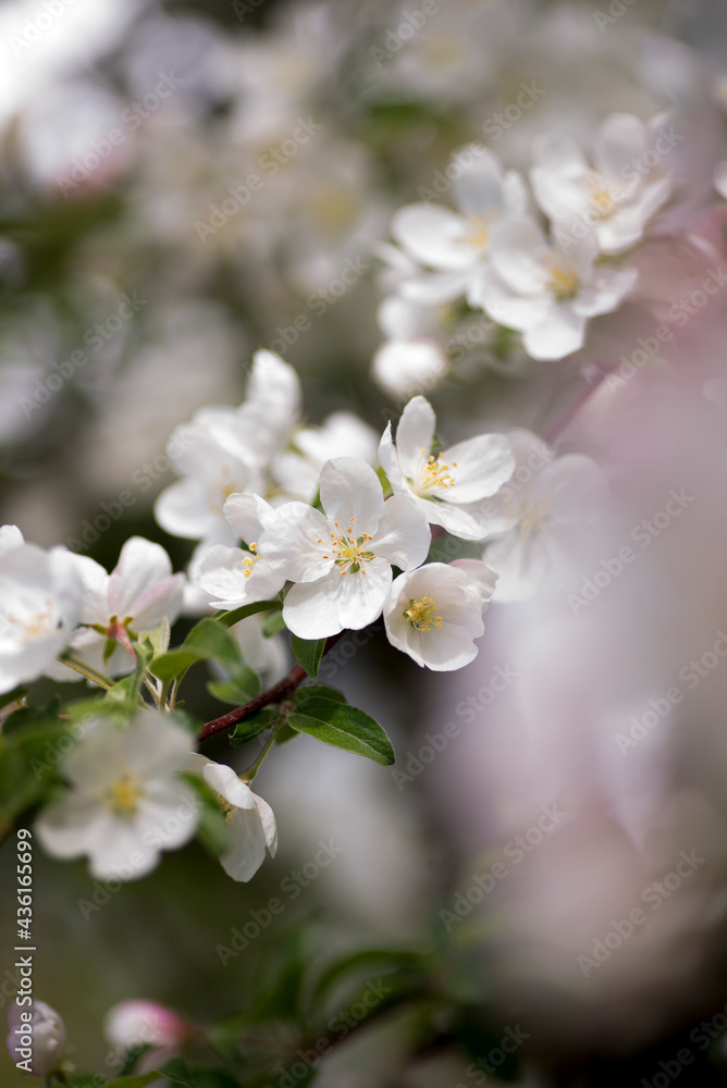 blue sky,white blooming,nature background,pretty spring,nature,spring,sky,background,tree,banner,blue,white,template,sunshine,blossom,pretty,blooming,garden,beauty,beautiful,floral,plant,springtime