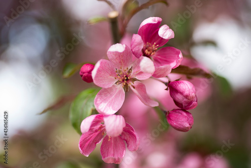 pink cherry blossom