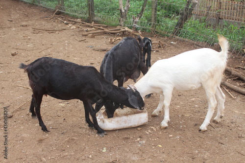 three goats are eating food together, there are white and black hair