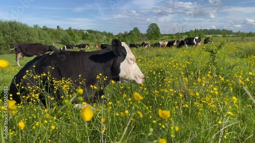 Friesian black and white dairy cows lying in grass farm field pasture