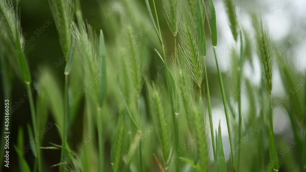 Green spikelets of grass sway in the wind. Soft focus. Blurred green summer background. Close-up. Summertime view. Green spikelets of grass sway in the wind. Soft focus. Blurred green summer background. Close-up. Summertime view.
