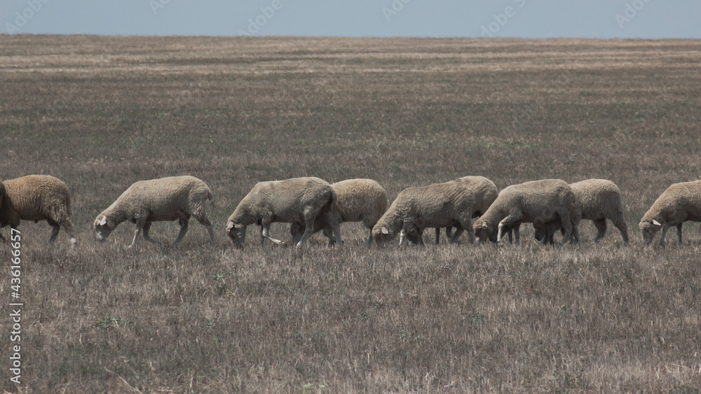A flock of sheep moves across a dry field in search of green grass. A flock of sheep moves across a dry field in search of green grass.