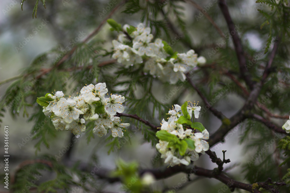 Blooming plum tree. White spring plum flowers.	
