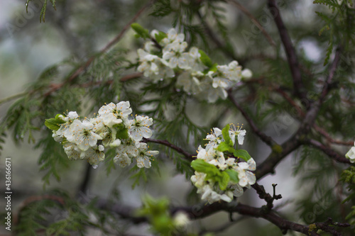 Blooming plum tree. White spring plum flowers.  © Jumpingsack