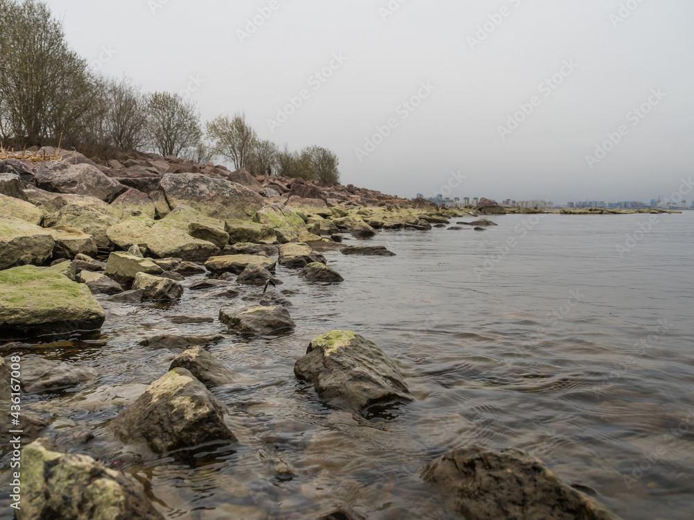 The coast of the Gulf of Finland. Huge rocks on the shore. Rocks covered with algae, moss. Clean water. Cloudy weather. Beautiful natural landscape. City in the background