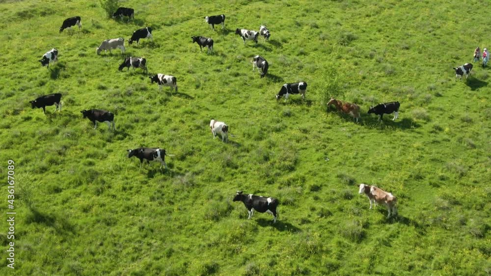 Aerial view of the a herd of cows grazing on a green meadow near the farm Aerial view of the a herd of cows grazing on a green meadow near the farm