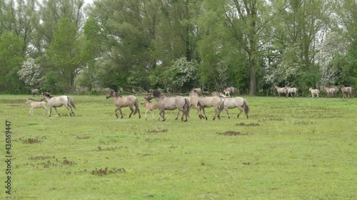 Herd of wild Konik horses running in grassland, Nature reserve Munnikenland in the Netherlands photo