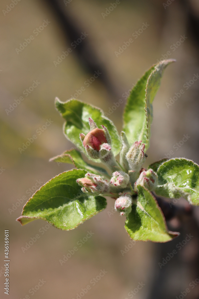 Pink apple tree blossoms on branch on springtime in the orchard on a sunny day. Malus domestica Pink apple tree blossoms on branch on springtime in the orchard on a sunny day. Malus domestica