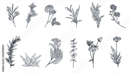 Set of hand drawn illustrations of flowers, herbs, plants. Vector lavender, rose flower, salvia leaves, chamomile, pepper mint, olive, rosemary, aloe vera, eucalyptus, calendula, echinacea, valerian