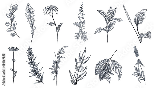 Set of flowers and plants, oat, green tea, sea buckthorn, cacao. cocoa, sagebruch, rosemary, plantain, lavender, chamomile, eucalyptus, dandelion leaf, echinacea