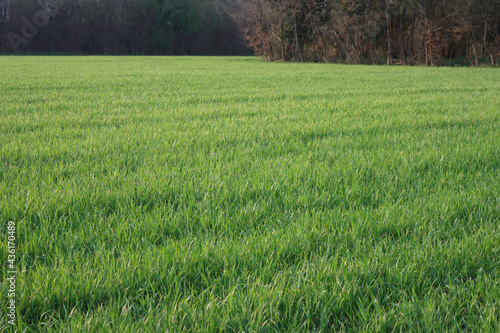Green cereal plants growing in the field at dawn. Wheat field on early springtime photo