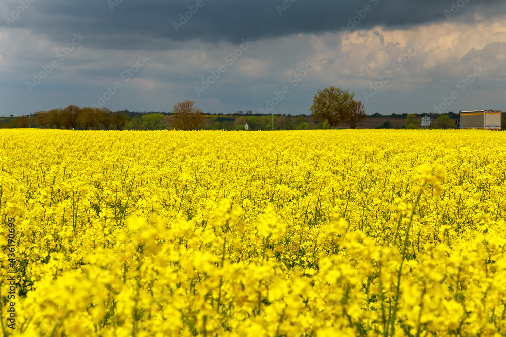 Rapeseed field in bloom with blue sky Rapeseed field in bloom with blue sky