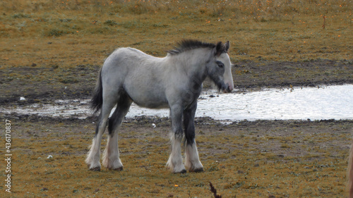 Horse