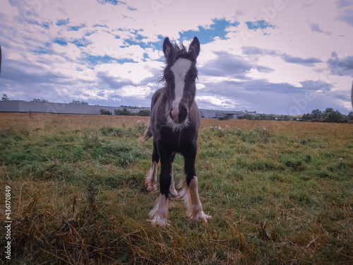 Horse