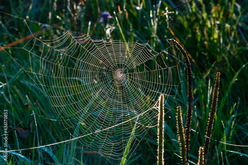 Tablou pe pânză spider web with dew drops in the green background