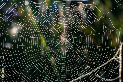 spider web with dew drops in the green background