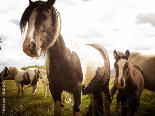 Horse