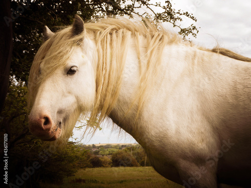 Horse