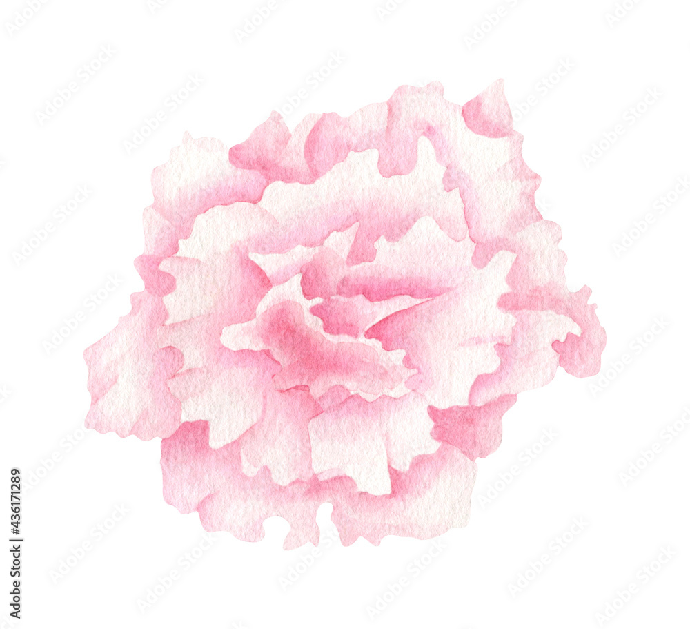 Watercolor eustoma flower. Hand drawn pink flower head isolated on white background. Botanical blush lisianthus. Floral illustration for cards, invitations, wedding decoration