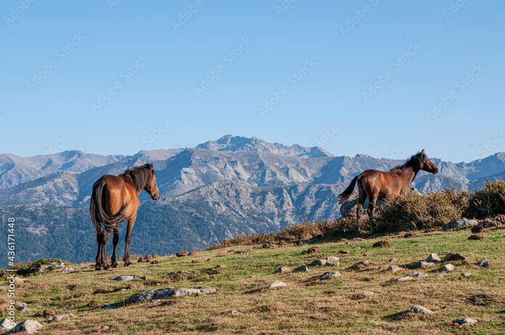 Obraz premium Cavallo in montagna ©stegrim