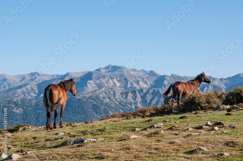 Cavallo in montagna ©stegrim © Stegrim