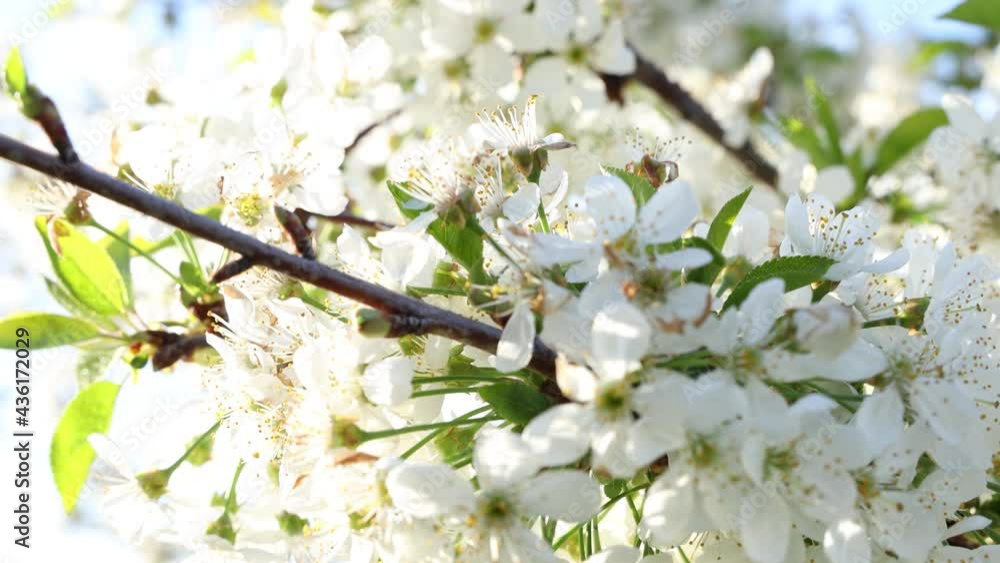 Spring background art with white cherry blossom Spring background art with white cherry blossom