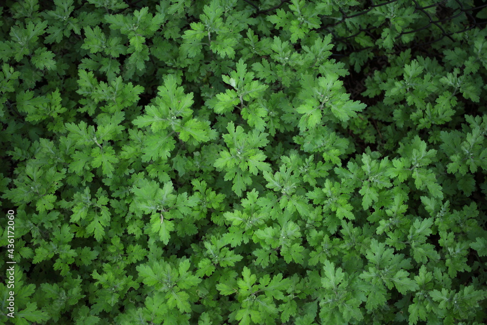 Chryzanthemums' leaves pattern Chryzanthemums' leaves pattern