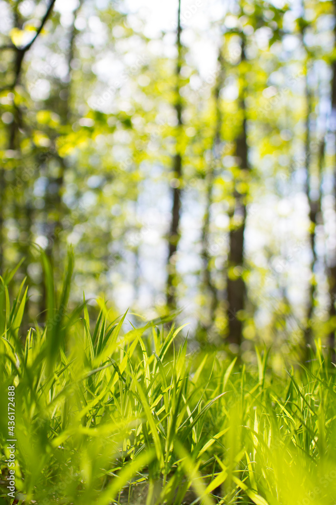 summer field with young grass summer field with young grass