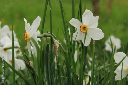 Daffodils in spring.  White flower in a green shrub.