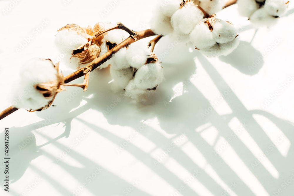 Flat lay Beautiful cotton branch on white background top view Flat lay Beautiful cotton branch on white background top view