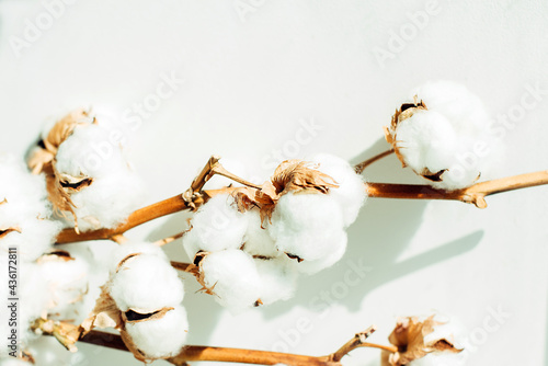 Branches of natural cotton on a white background close-up