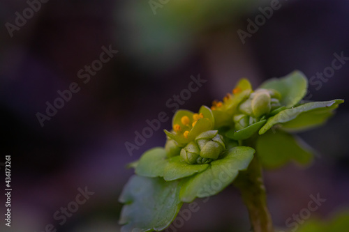Chrysosplenium alternifolium plant  macro shoot 