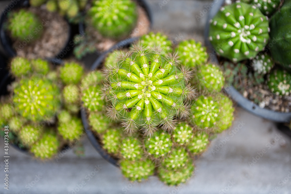 Fototapeta premium top view cactus in the garden