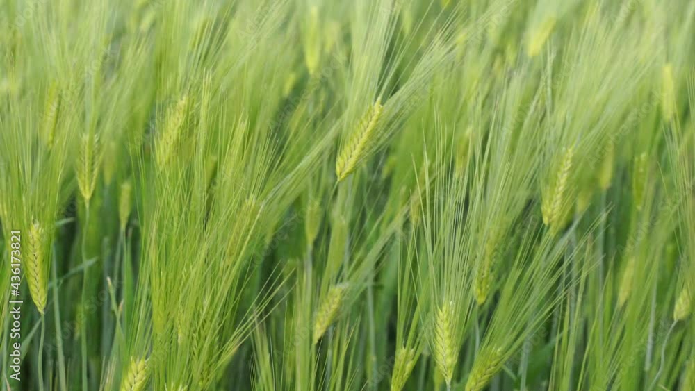 Green ears of rye and wheat sway in the light wind. Agriculture, agro culture concept. Green ears of rye and wheat sway in the light wind. Agriculture, agro culture concept.