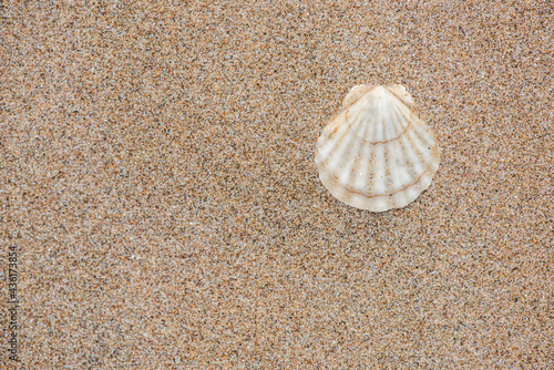 sea shells with sand as background 