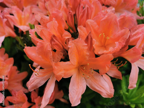 Orange Japanese rhododendron (Latin: rhododendron japonicum (A. Gray) Suring) in the botanical garden of St. Petersburg.
