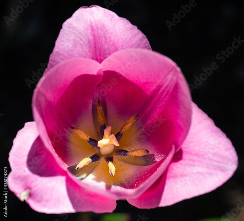 Tulpe